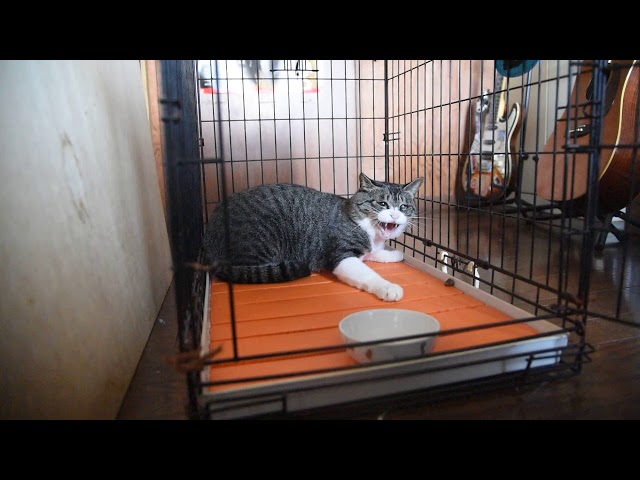 強面ビビリ王子の家猫修業記 その17 九月のハチワレくん 空気砲発射 りきの毎日 強面ビビリ王子の家猫修業記 その17 九月のハチワレくん 空気砲発射 りきの毎日