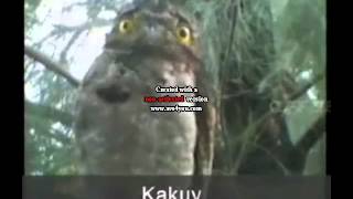 Video thumbnail of "kakuy sonido"