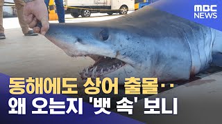동해에도 상어 출몰‥왜 오는지 '뱃 속' 보니 (2024.03.11/뉴스투데이/MBC)