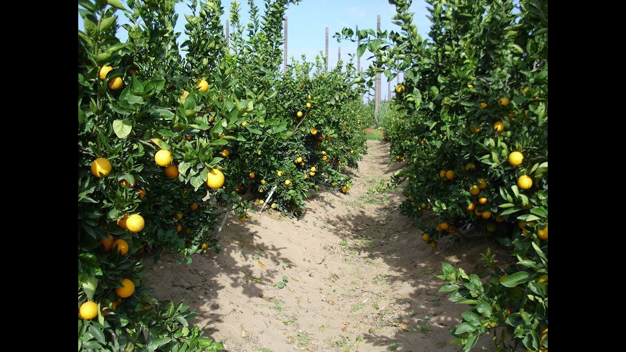 تاثير ترك الحشائش ورش الماء المثلج فى مزارع صنف البرتقال ابو سره(الواشطنجن نيفل) خلال مرحله العقد