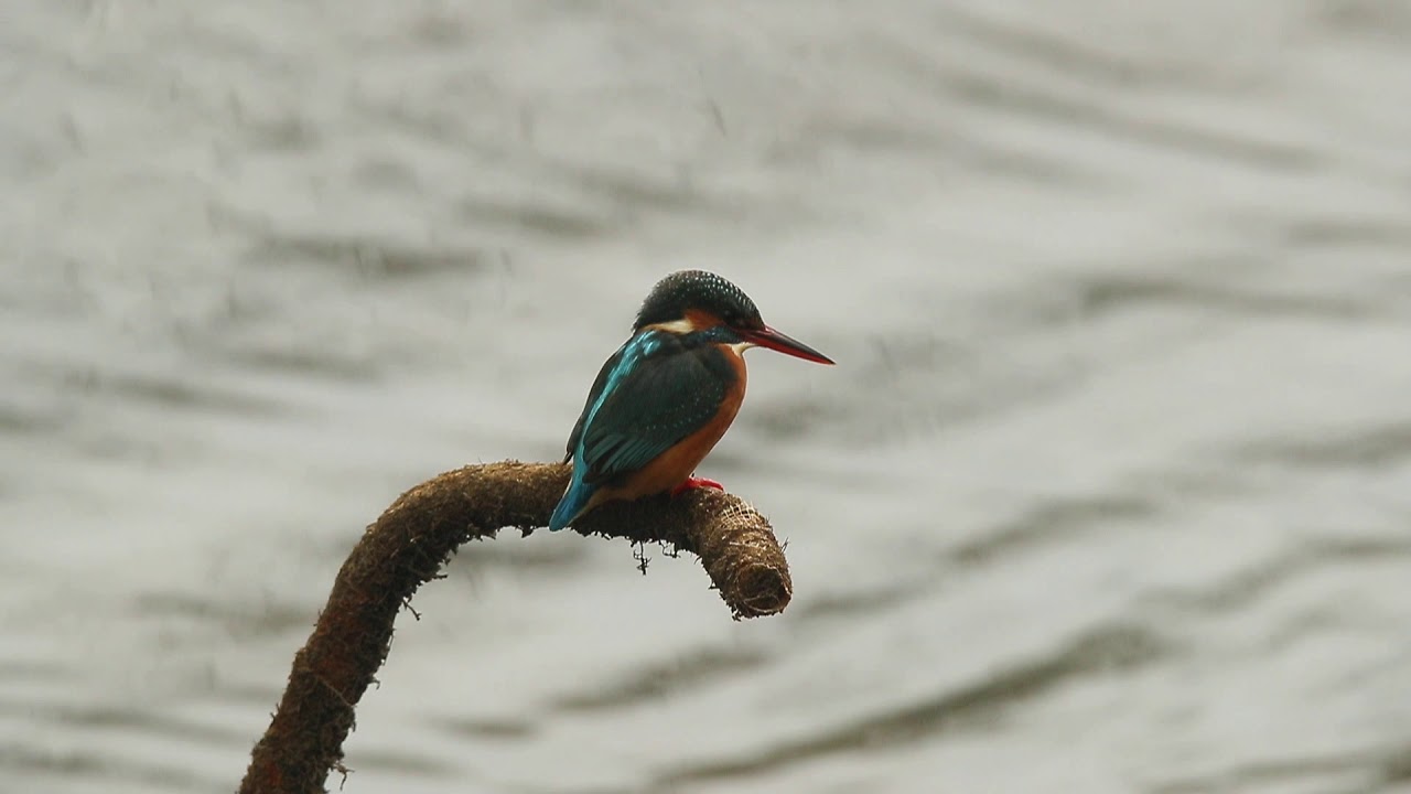 Kingfisher (female) 