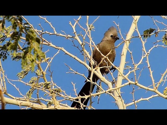 Burung abu-abu pergi class=