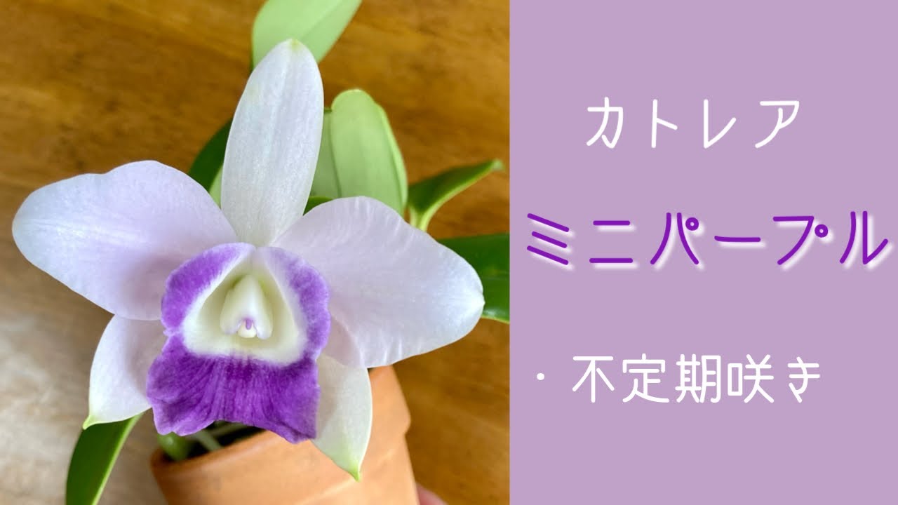 1月14日 カトレア【ミニパープル・ブルースカイ】 強健で育てやすく