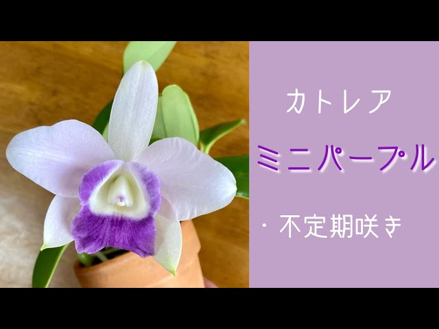 1月14日 カトレア【ミニパープル・ブルースカイ】 強健で育てやすく