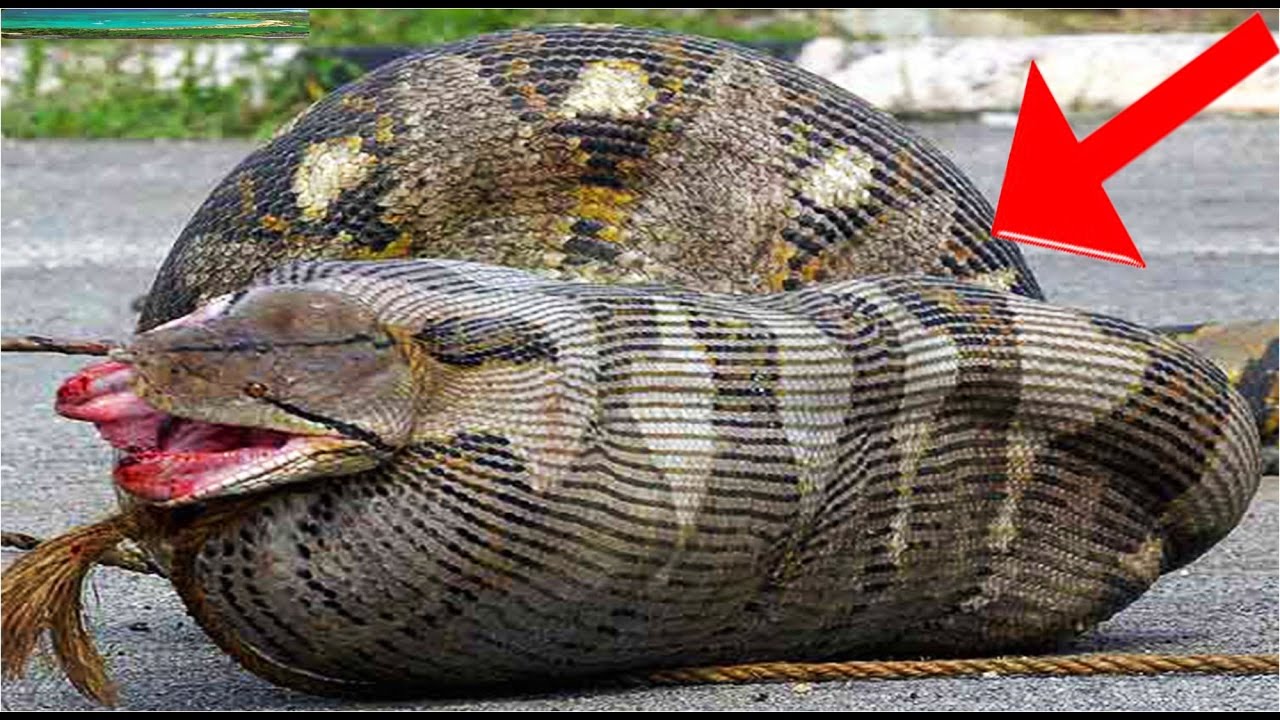 Cobra é Um Animal Vertebrado Ou Invertebrado - MODISEDU