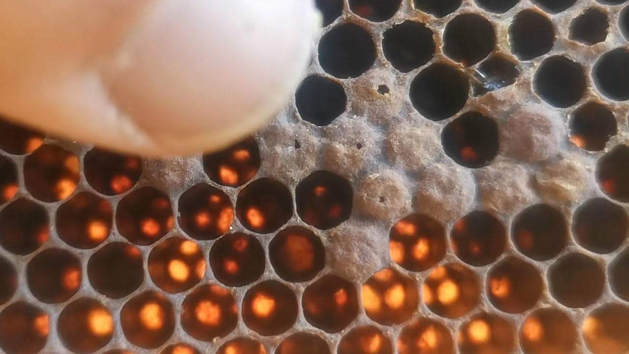 كيف نعرف ان الخلية ماتت بسبب الفاروا .