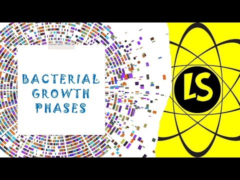 Video: Kurios augimo fazės vyksta diauksinio augimo metu?
