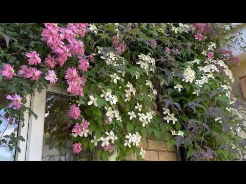 Video: Knautia taimeteave – kuidas kasvatada Knautia lilli