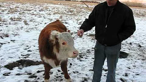 Franklin Nash Hand Feeding Amazing Bull.dv