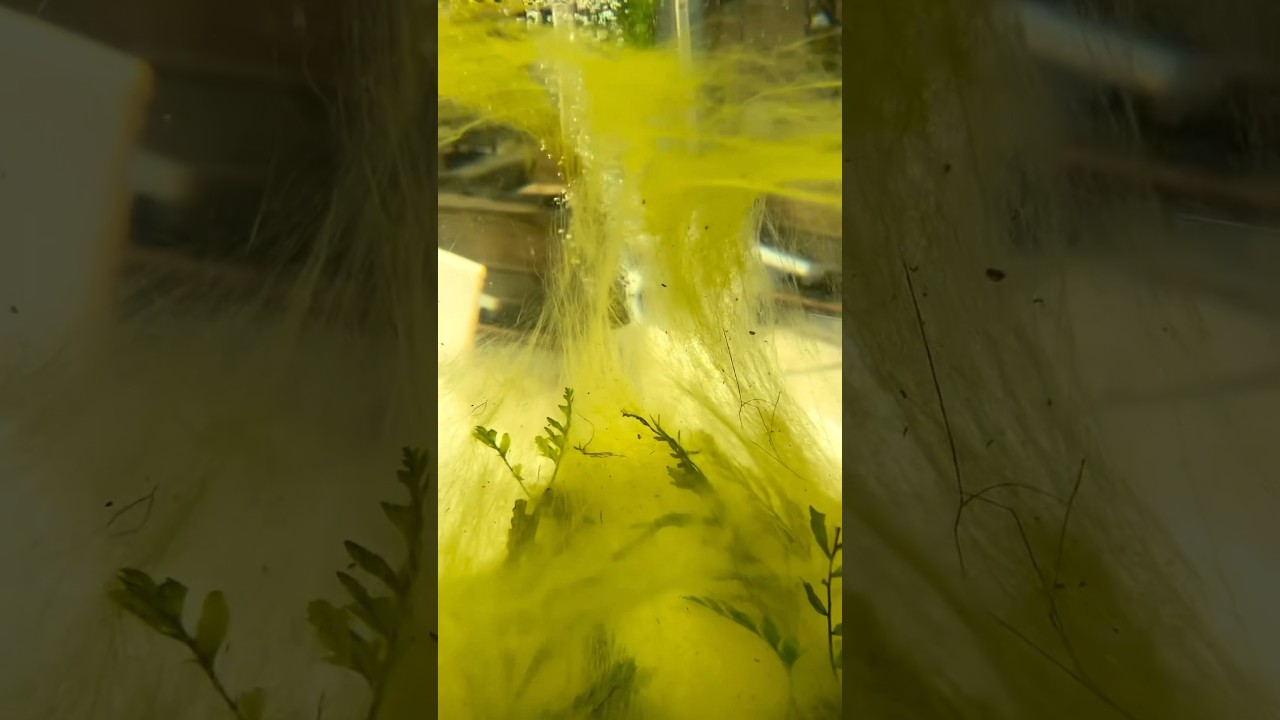 Crazy Looking Hair Like ALGAE! YouTube