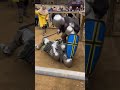 Funny armored combat 🤣#fyp #funny #armour #armoredcombat #tiktok