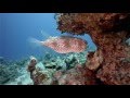 Red Sea\Egypt\diving\Египет\Красное море\Дайвинг в Дахабе