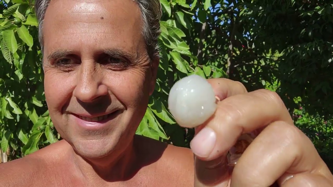 FINALLY! My First Lychee Harvest & Tasting (Melbourne's Best Lychee Collection?)