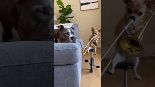 This Dog Plays Better Than Most Humans #shorts #talent #cutedog #funny #challenge