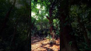 Hidden place🍃//￼￼#trendingvlogs #minivlog #place #vibes #balasore #odishavibes