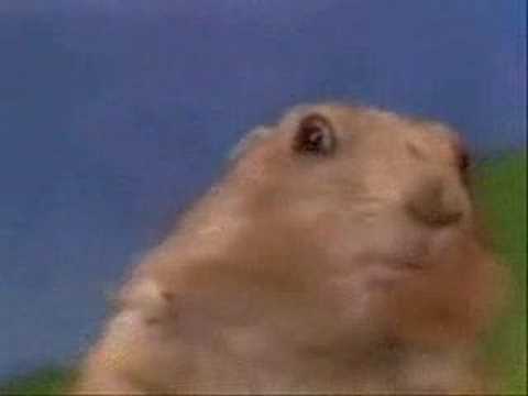 Dramatic Chipmunk Rodent Prairie Dog - crazy