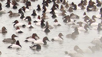 Canvasbacks IMG 0224