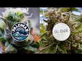 Hybrid farms dr robb farms and palomar craft cannabis cannacribs