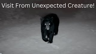 Game Trail Cam Videos  2022 In Chronological Order  Near Nicolet National Forest in Wisconsin