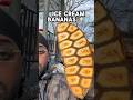 banana that tastes like ice cream #exoticfruit #rarefruits #shorts #banana #novafruithustler