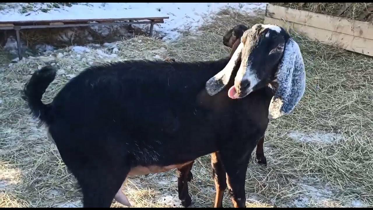 Нубийские козы луннопятнистые. Нубийские козы сколько дают молока. Нубийские козы сколько дают молока. Нубийские козы сколько дают молока. Нубийские козы на дереве.