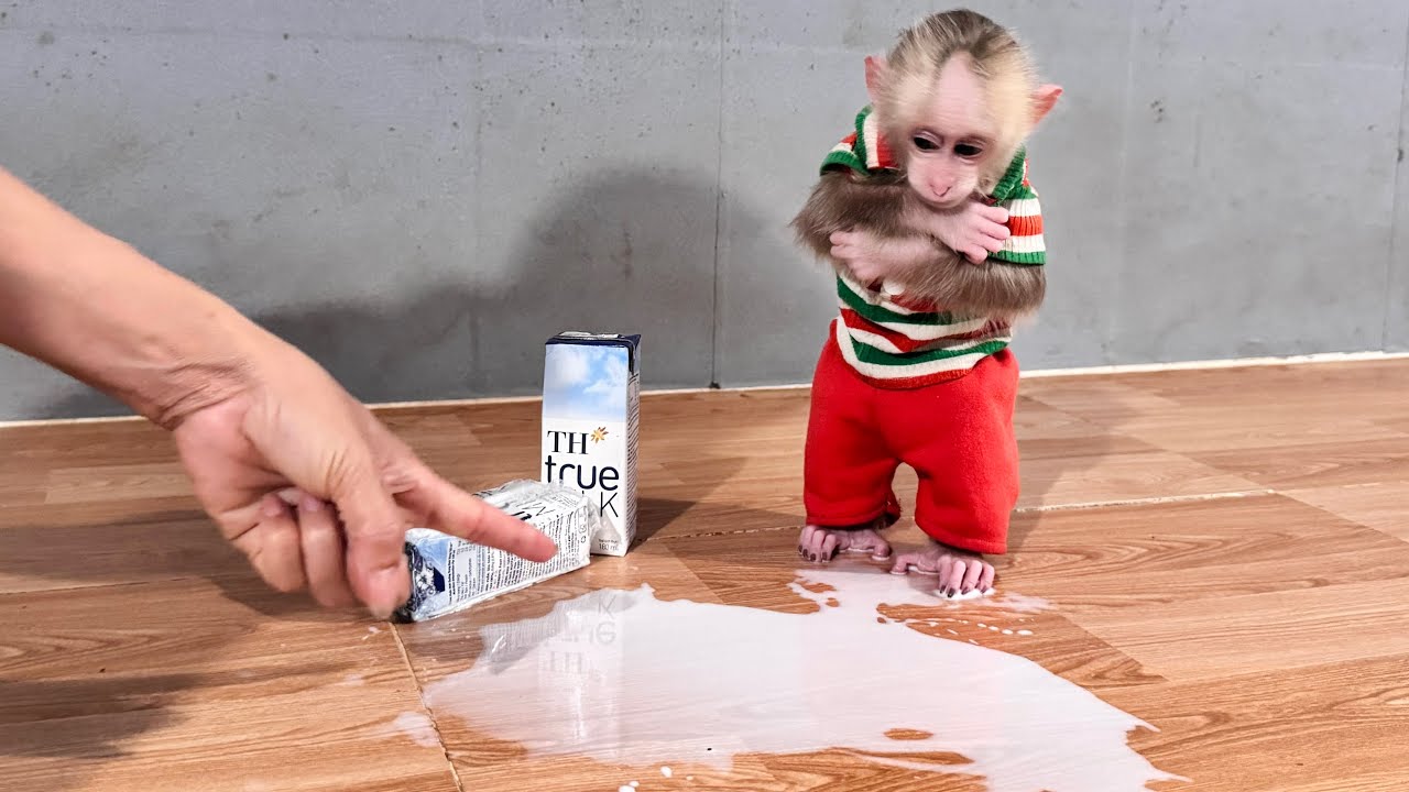 Baby monkey punished by mom for spilling milk!