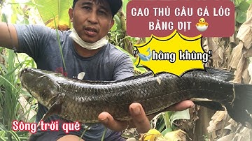CAO THỦ CÂU CÁ LÓC BẰNG VỊT 🐣-ổ cá to-hàng khủng @songtroique758