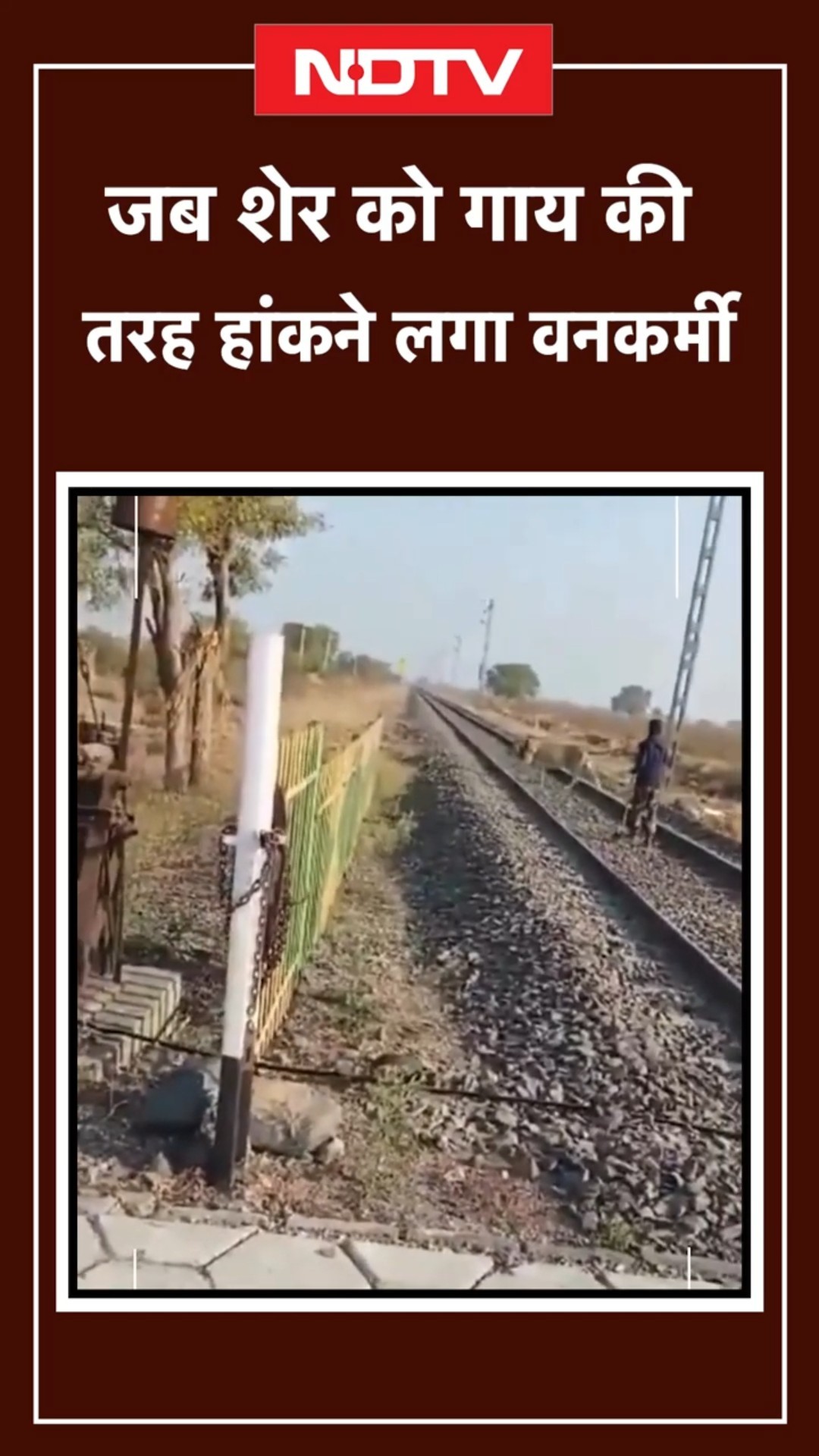 Gujarat: भावनगर में रेलवे ट्रैक पर अचानक आया शेर, देखें वनकर्मी ने कैसे हांका | Viral Video | SHORTS
