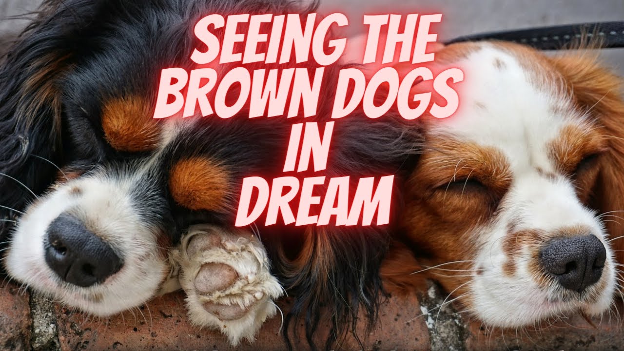 Interpretation Seeing Brown Dogs In Dream YouTube