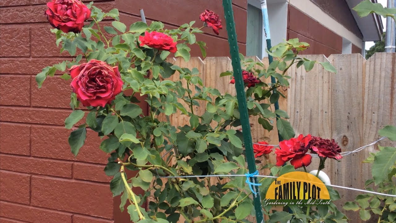 Q&A Why do my rose petals look burned? YouTube