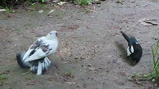 La pigeonne handicapée et les pies