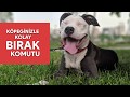 Köpeğime bırak komutunu nasıl öğretirim?