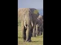 हथियों को अपने बड़ो की ज़रूरत होती है ? / Elephants need their elders| #shorts #elephant #short #facts