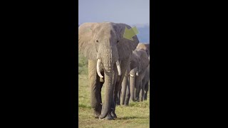 हथियों को अपने बड़ो की ज़रूरत होती है ? / Elephants need their elders| #shorts #elephant #short #facts