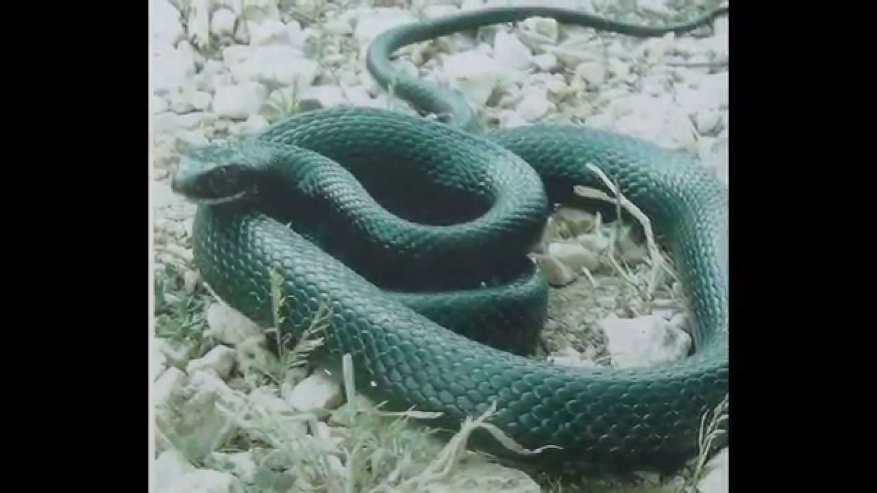 Семейство Ужеобразные змеи (Colubridae)