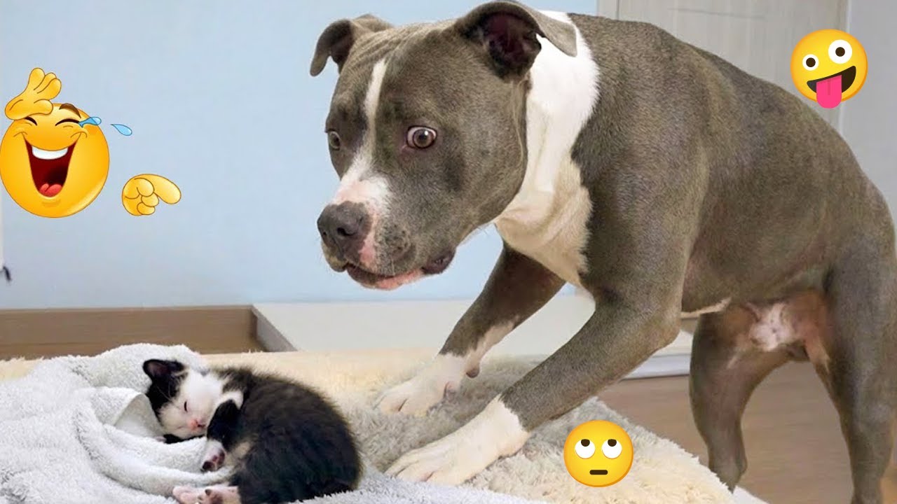 Laugh Till You Cry 😆 Funniest Dog Videos That Made the Internet #62