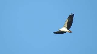 White-bellied sea eagle soaring