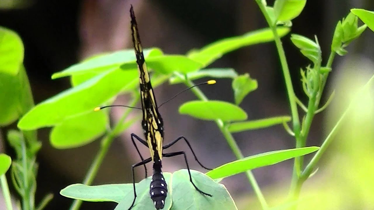 Methona themisto back view (Danainae: Ithomiini) clearwing butterflies