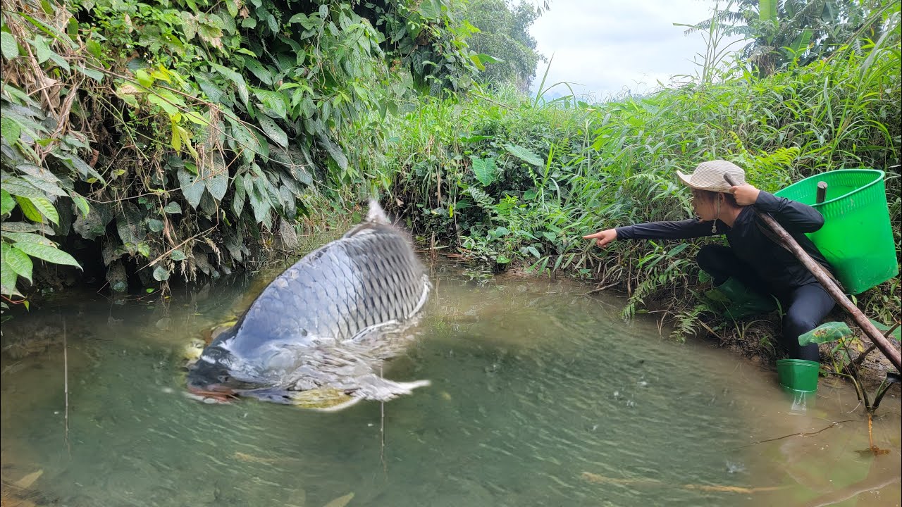 Meet the giant fish in a puddle.Girl using tools and skills to catch ...