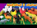 حيوانات الغابة والحيوانات الحقيقية العاب اطفال 
