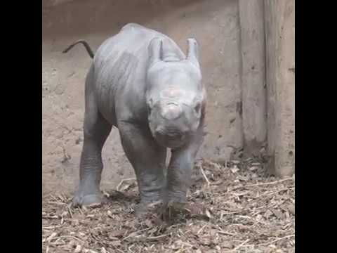 Baby black rhino birth catches visitors by surprise at Chester Zoo