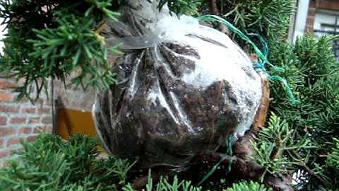 AIR LAYERING on a Juniperus Tree