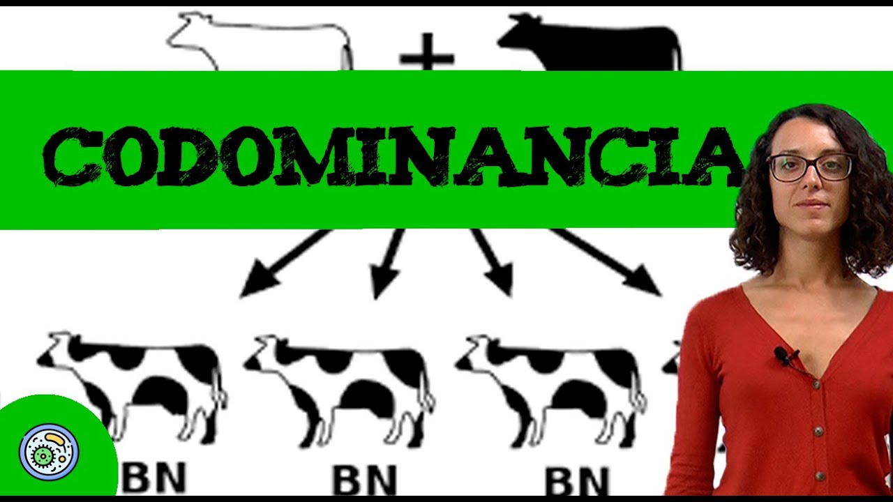 Codominante Ejercicio genetica con dos genes 🧬 Codominancia II - YouTube