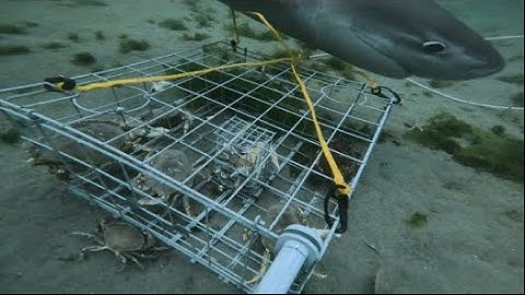 Sixgill Shark Grabs My Crab Pot! | GoPro Footage from Puget Sound