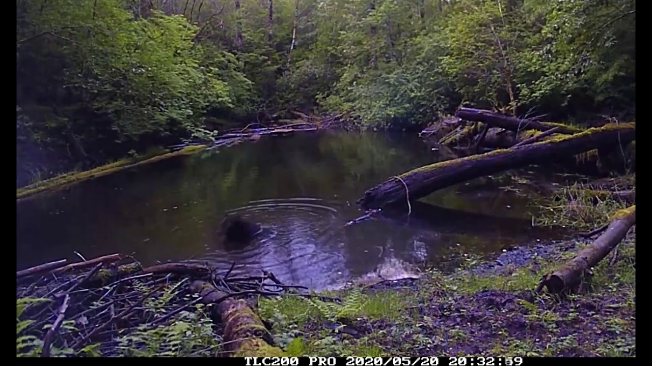 Bear Pond Time Lapse YouTube