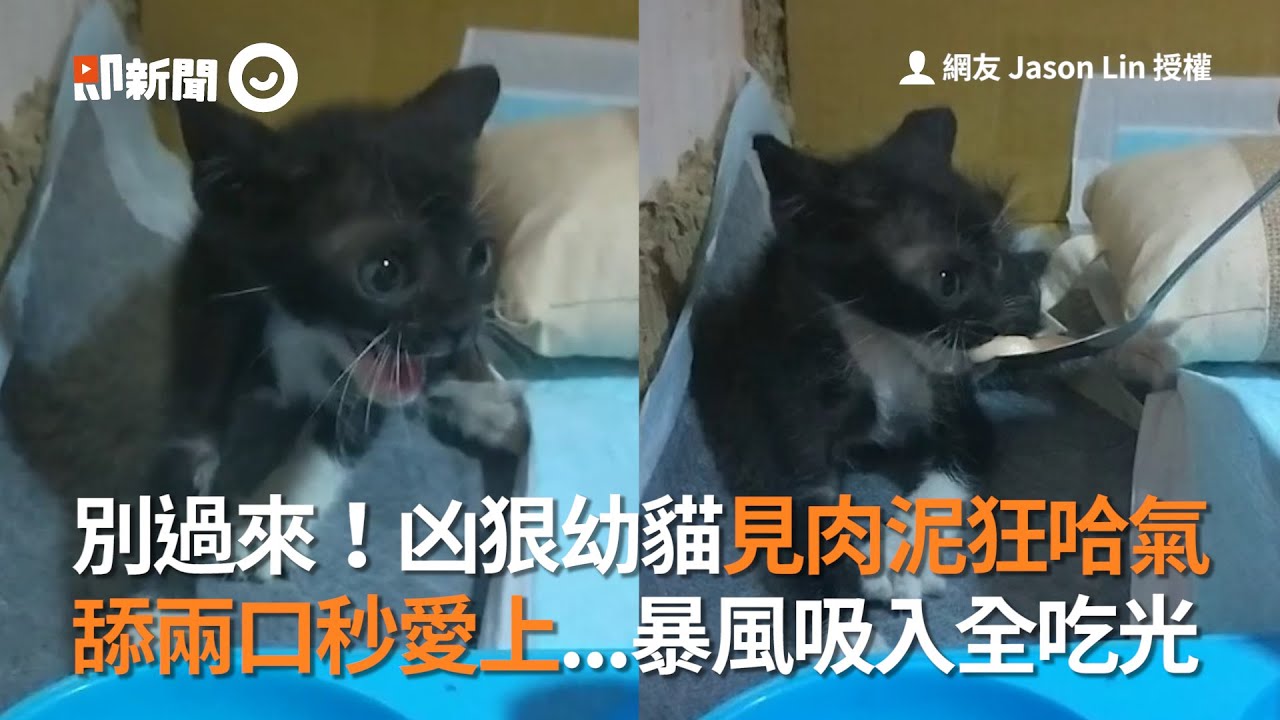 別過來!凶狠幼貓見肉泥狂哈氣 舔兩口秒愛上!暴風吸入全吃光│寵物│貓咪|猫|ねこ│Pet│Cat│Kitten - YouTube
