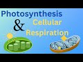 Energy Transformation: Photosynthesis and Cellular Respiration in Plants and Animals