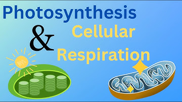 Photosynthesis and Cellular Respiration - Energy Cycle of Life