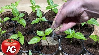 I add a pinch to a glass of seedlings and it will be strong and thick