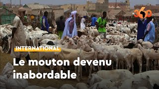 Mauritanie : le moutons très cher et faible affluence des clients avant la Tabaski